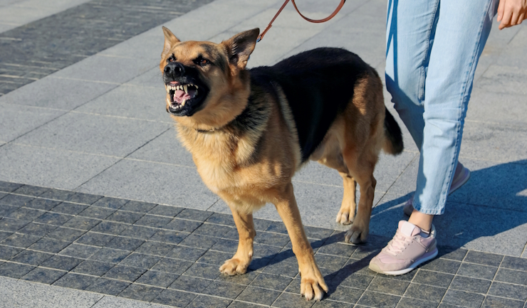 Agressie bij honden: misschien heeft hij pijn!