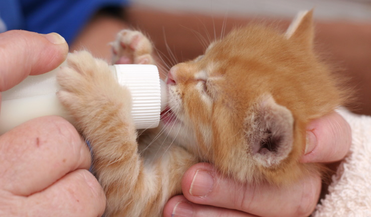 De Dierenbescherming vraagt aandacht voor het dumpen van kittens