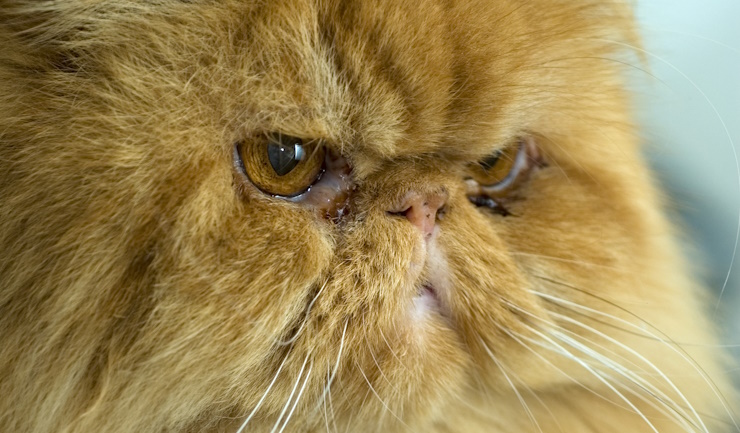 Dierenartsen waarschuwen: koop geen kortsnuitige kat
