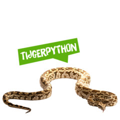 Spreekbeurt tijgerpython