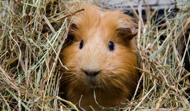 Cavia