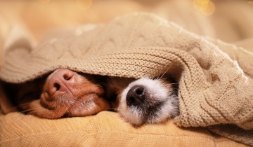 Hond in huis banner