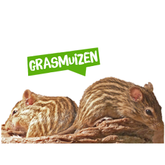 Spreekbeurt grasmuis