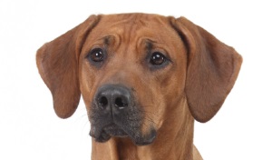 Rhodesian Ridgeback