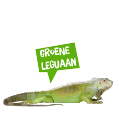 Spreekbeurt groene leguaan