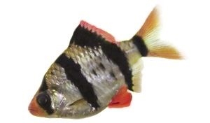 Sumatraan