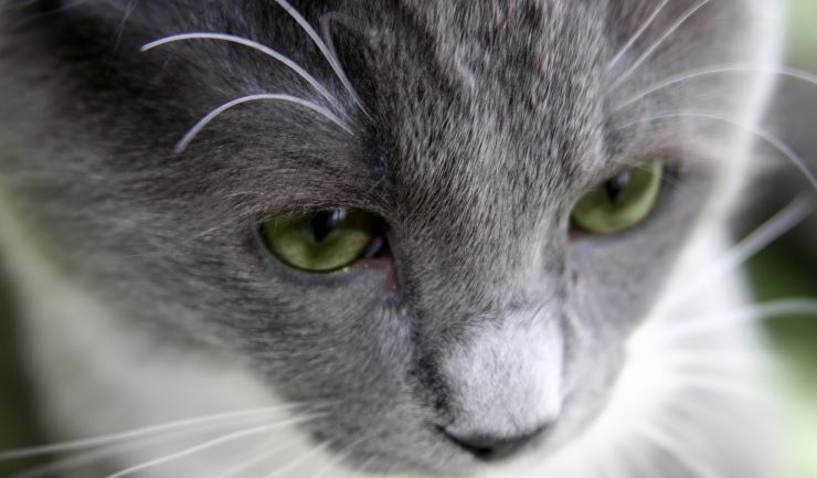 Rouwverwerking bij katten