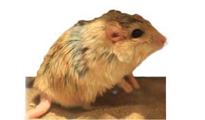 Dikstaartgerbil