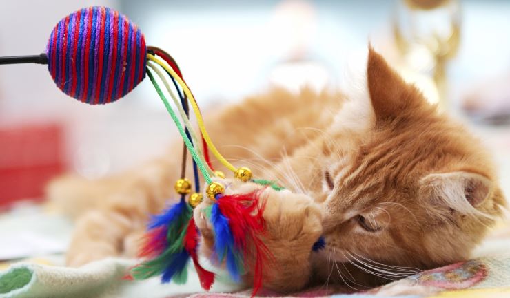 Spelletjes doen met uw kat