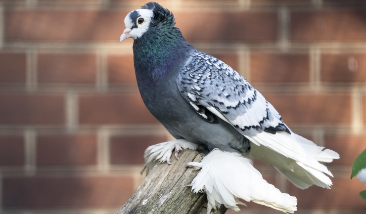 Overzicht erfelijke aandoeningen bij vogels
