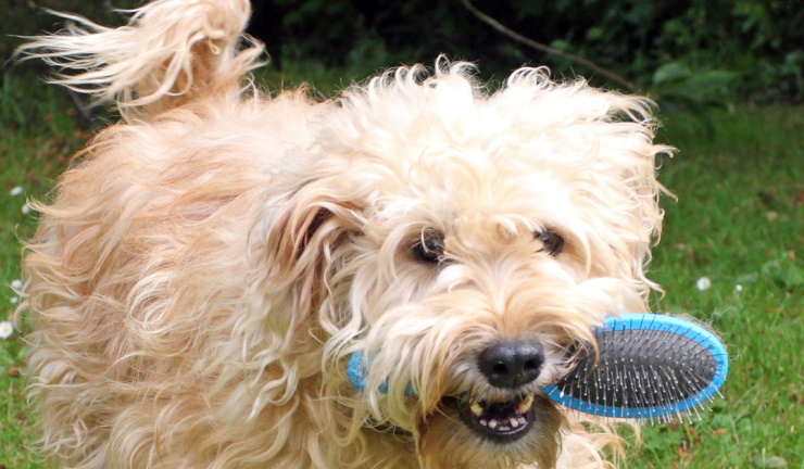 Herfst: hond in de rui
