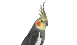 Valkparkiet