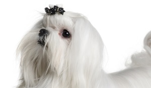 Maltezer