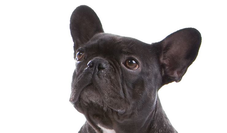 Franse Bulldog