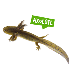 Spreekbeurt axolotl