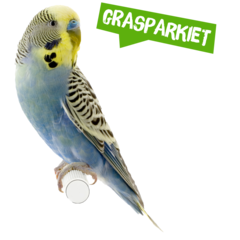 Spreekbeurt grasparkiet