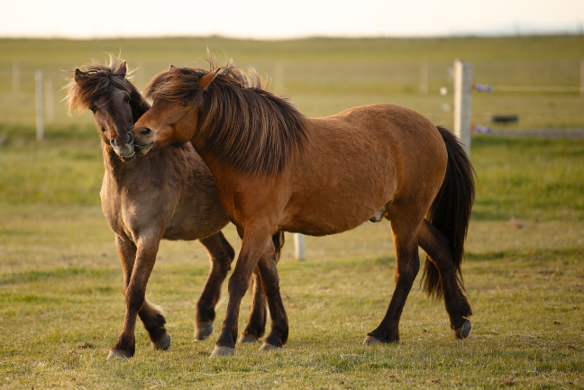 Paarden horen niet alleen te staan