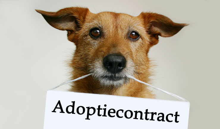 Adoptie- en herplaatsingscontracten
