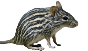 Grasmuizen