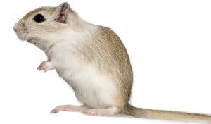 Mongoolse gerbil