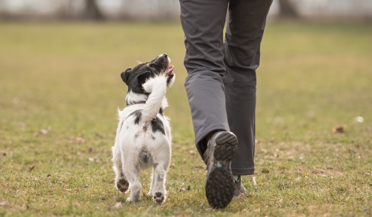Leiding geven aan uw hond
