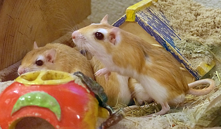 Gerbillus soorten