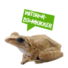 Spreekbeurt witsnorboomkikker