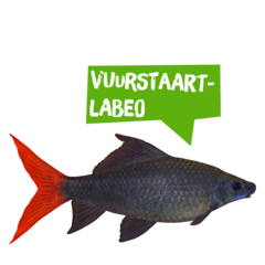 Spreekbeurt vuurstaartlabeo