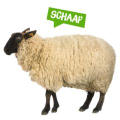 Spreekbeurt schaap