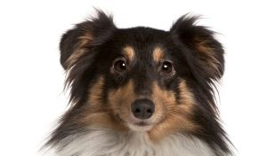Shetland Sheepdog