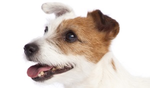 Jack Russell Terrier