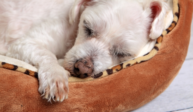 Een eigen ligplaats voor de hond