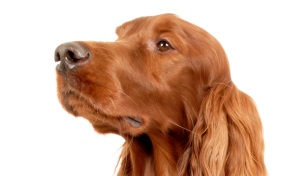 Ierse Setter