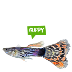 Spreekbeurt guppy