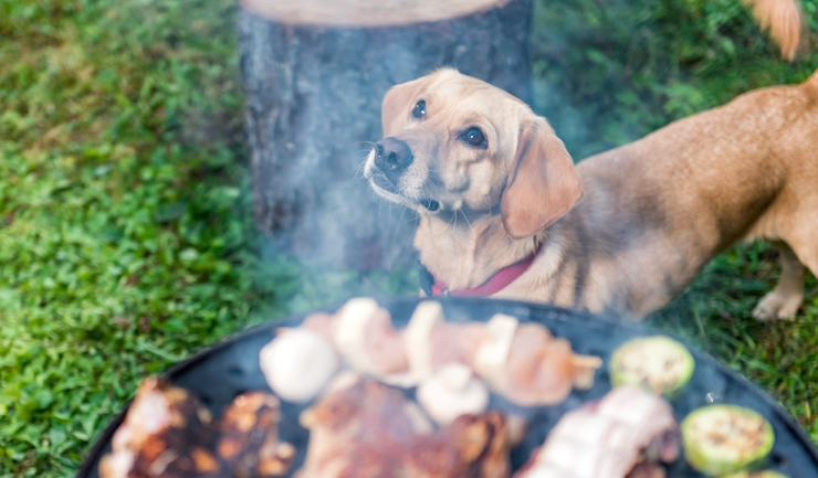 Barbecue en huisdier: houd het veilig