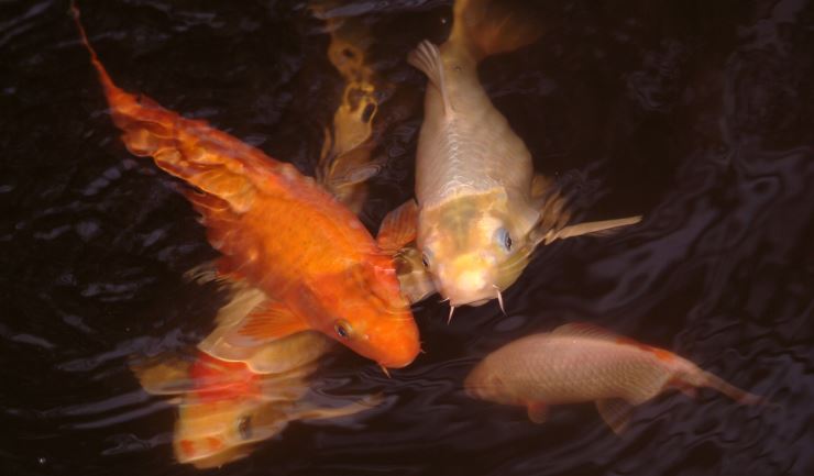 Koi