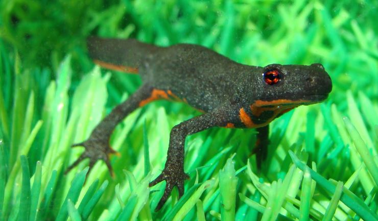 Chinese vuurbuiksalamander