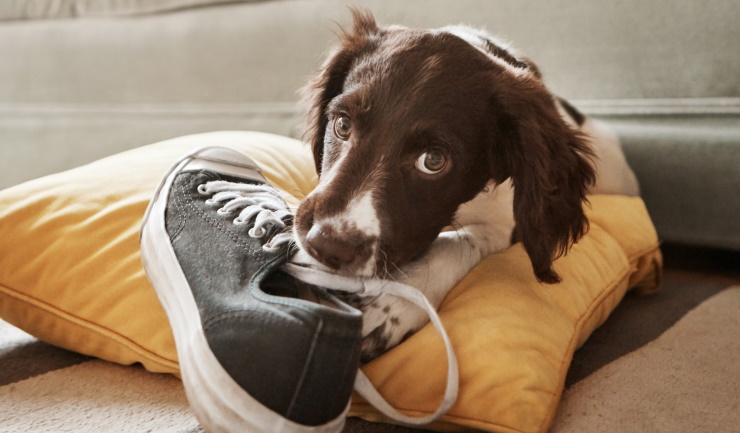 Nieuw: de digitale puppykalender