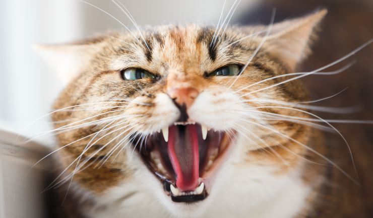 Agressieve katten