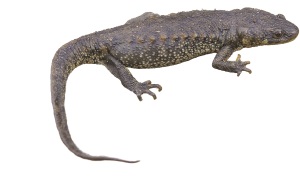 Spaanse ribbensalamander