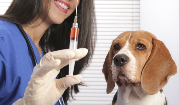 Vaccinatie van de hond