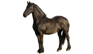 Paard
