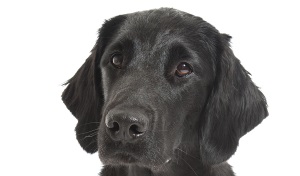 Flatcoated Retriever