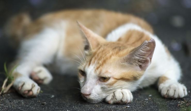 Feline infectieuze peritonitis (FIP)
