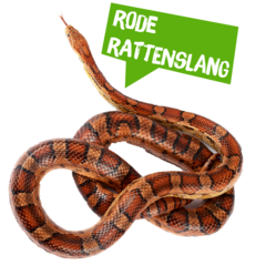Spreekbeurt rode rattenslang