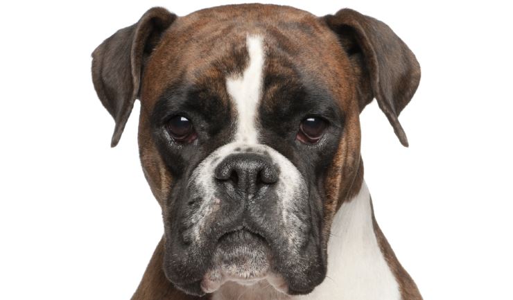 Boxer