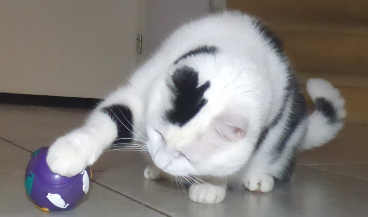 Een gezonde start voor u en uw huisdier