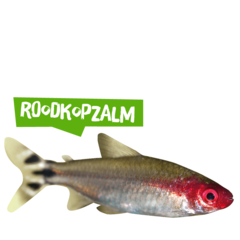 Spreekbeurt roodkopzalm
