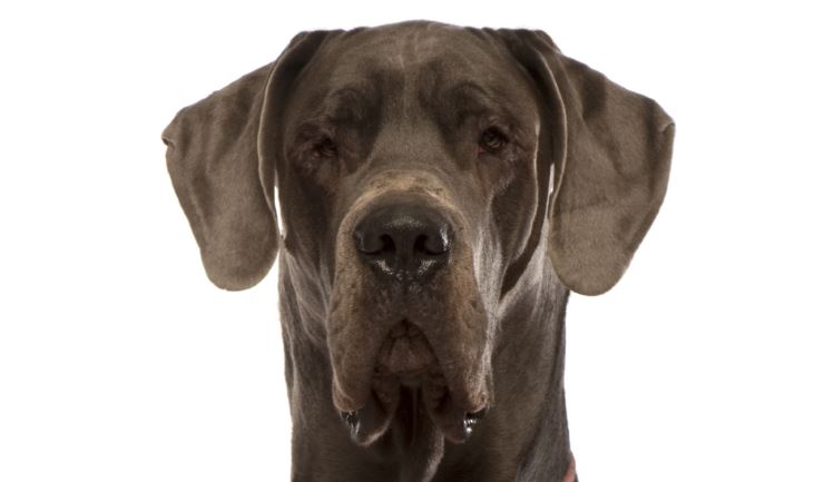 Duitse Dog