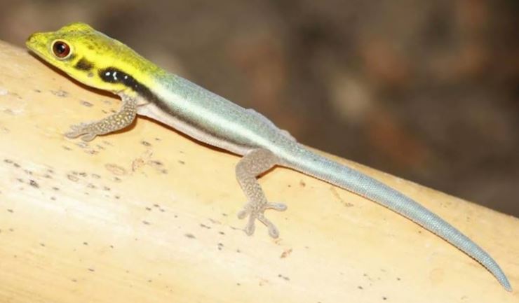 Klemmer's daggekko